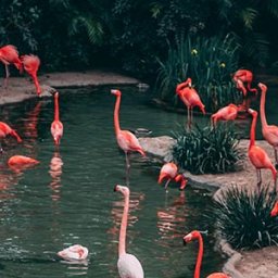 Flamants roses représentant la multitude de bornes de jeu sur le marché