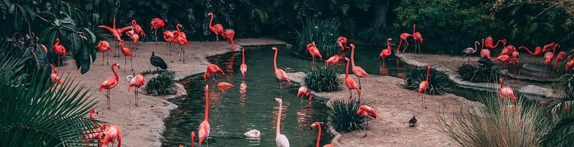 Flamants roses représentant la multitude de bornes de jeu sur le marché